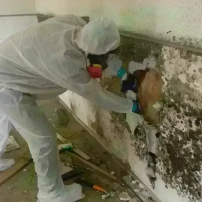 Mold Remediation and Removal in Raymond, NH